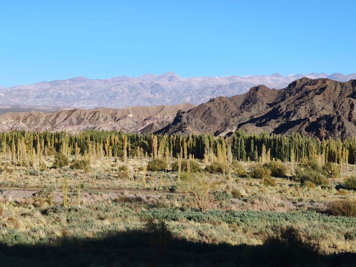 Valley with tree cover below the Andean range